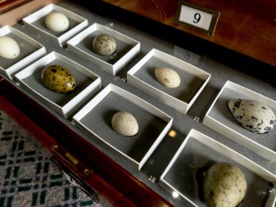 Egg exhibits in drawer