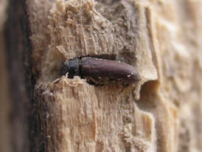 Collections: Woodworm treatment