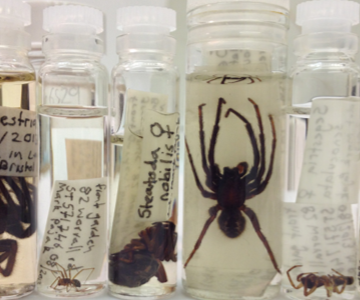 Collections: Spiders in your collection