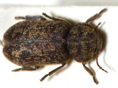 Collections: Death-Watch Beetle treatment