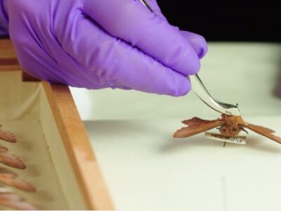 Collections: SWANS How-To Videos – Special collections: Entomology – Righting a Fallen Insect