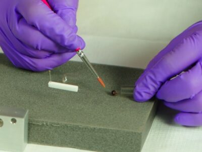Insect being put in gelatin capsule
