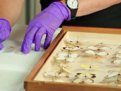 Collections: SWANS How-To Videos – Special collections: Entomology – Pinning Larger Body Parts in a Polyester Envelope