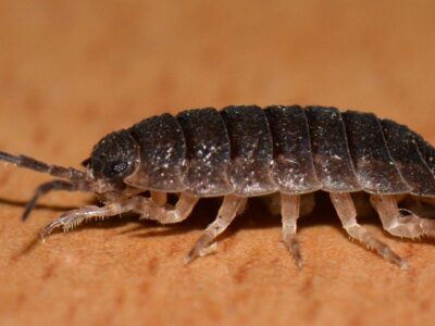Collections: Woodlice in your collection