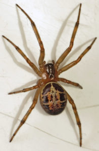 Noble false widow spider
