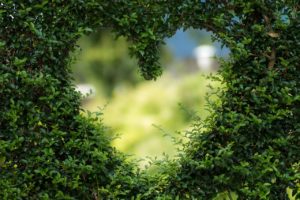 A heart shape cut into a green hedge.