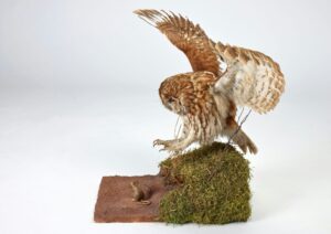 A taxidermy owl swooping on a taxidermy mouse