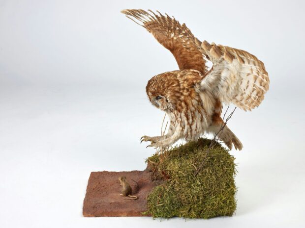 A taxidermy owl swooping on a taxidermy mouse